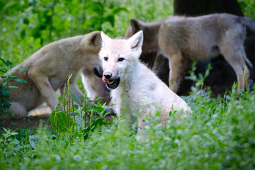 baby arctic wolf portrait