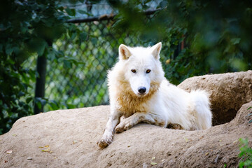 portrait of adult arctic wolf 
