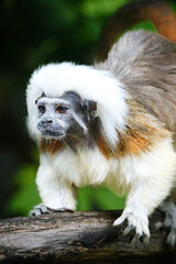 close up of tamarin