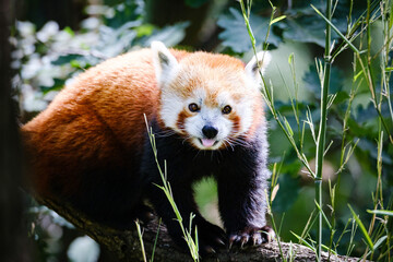 cute red panda  with bamboo