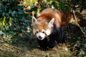 close up portrait of red panda 