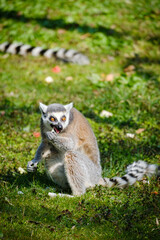 lemur on the grass