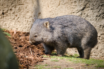 common vombat in the wild