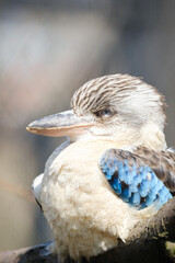 portrait of blue-winged kookaburra kingfisher