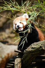 red panda eating bamboo