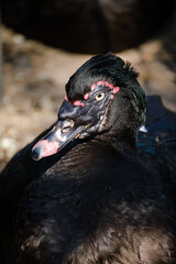 portrait of a duck