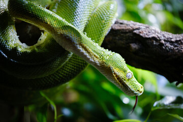 the green tree python, dangerous snake on the banch