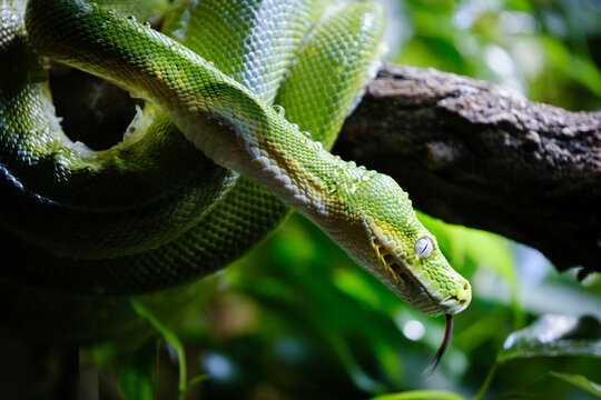 the green tree python, dangerous snake on the banch