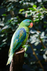 close up portrait of parrot