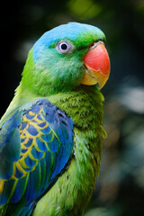 close up portrait of parrot