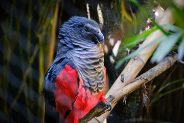 close up portrait of tricha parrot