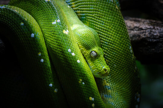 the green tree python, dangerous snake on the banch