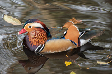 Mandarin duck in the water