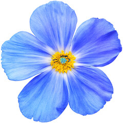Blue Primula Flower