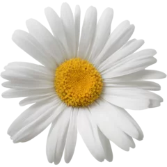 Badkamer foto achterwand White Daisy Flower © Anand Kumar