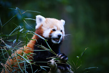 Naklejka premium red panda eating bamboo
