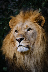 Fototapeta premium close up portrait of lion
