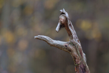 Wald Herbst Kobolde