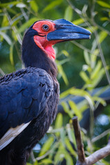 red billed hornbill