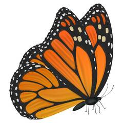 Monarch butterfly side view illustration
