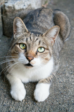 猫 野良猫 かわいい 人懐っこい Images Browse 59 Stock Photos Vectors And Video Adobe Stock