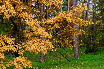 Natural forest autumn landscape