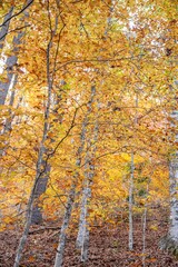 fall in the mountains