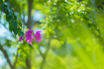 ブーゲンビリア