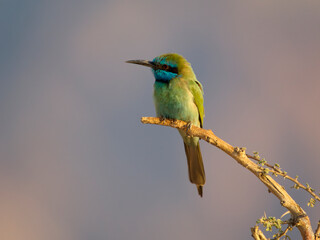 Little-green bee-eater, Merops orientalis