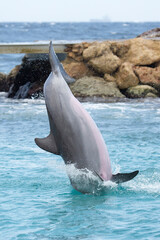 Delfin springt im Meer