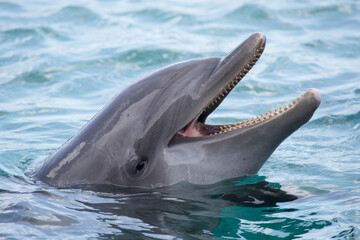 Delfin im Meer