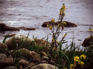 grass on the beach