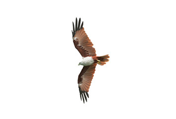 Hawk on isolated png.
