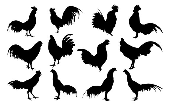 Silhouettes of various types of roosters on a white background	