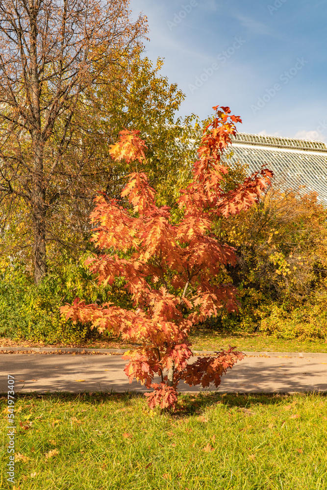 Sticker autumn trees in the park