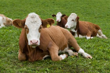 Brown simmental Cattles resting on a grass in the field