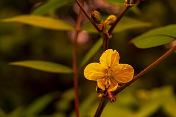 Selective focus shot of yellow Senna occidentalis flower on branch with dark blurry background