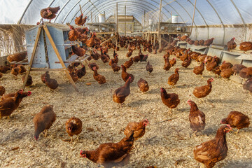 Free range chickens on farm