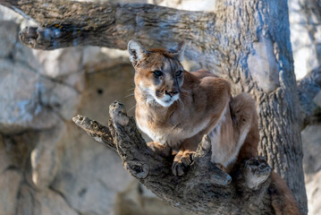 Crouching Cougar In A Tree By The Rocks