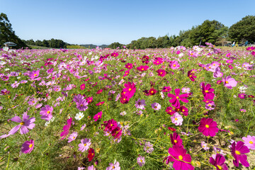 秋晴れに美しく咲く秋桜(日本,山口県）