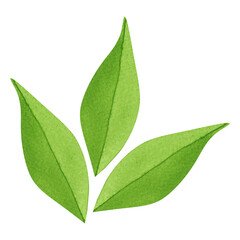 Watercolor eco illustration of leaves, isolated on transparent background. Three green leaves, eco clipart. For eco-design, website design, postcards.