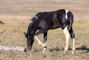 Fototapeta na wymiar Cute Wild Horse Foal in the Wyoming Desert
