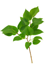 green branches with leaves on a transparent background