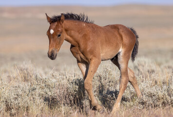 Fototapeta na wymiar Cute Wild Horse Foal in the Wyoming Desert