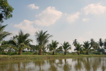 Coconut trees on the natural waterfront in the garden