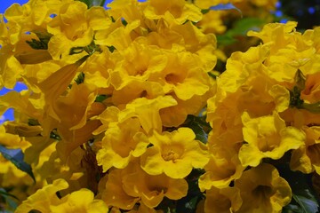 yellow flowers in the garden