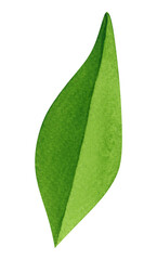 Watercolor eco-illustration of a green leaf, isolated on transparent background. Watercolor green leaf, clipart. For eco design, web design, postcard design.
