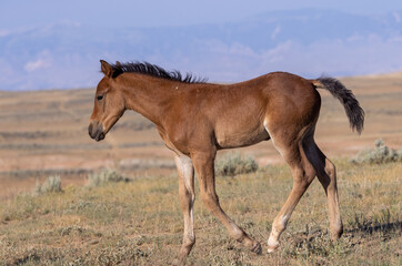 Cute Wild Horse Foal in the Wyoming Desert