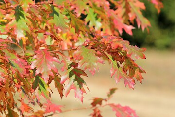 Bright autumn leaves on tree branches in the park in autumn on a blurry background
