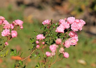 Pink roses close-up in the park in autumn on a blurry background
